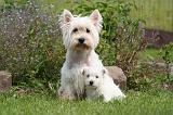 WESTIE 524